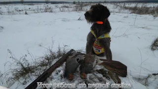 Дратхаар ИДЕЯ работа по серой куропатке  13 .11. 2016 г.