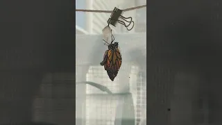 Monarch butterfly eclosing to full wings in real time @lawinfield