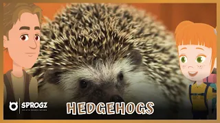 Hedgehogs Videos For Kids | Fun Hedgehog Facts For Toddlers & Children To Learn In Nursery | Sprogz