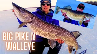 Big Northern Pike and Walleye Ice Fishing Alberta