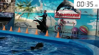 Лучшее из шоу Сочинского дельфинария, морской котик, 1080HD часть 2