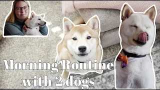 MORNING ROUTINE WITH 2 SHIBA INUS | WHAT'S JOJO'S SECRET?!