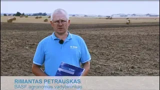 Žieminių rapsų apsauga nuo piktžolių