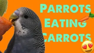 Parrots Eating Carrots #Shorts