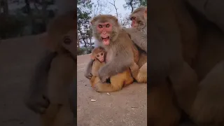 Monkey mother protecting her chMld 🐒#dzistic