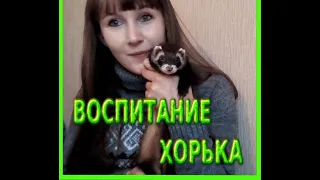 Воспитание хорька!Как отучить хорька кусаться!?#воспитаниехорька#