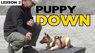 Teach Your Malinois Puppy DOWN