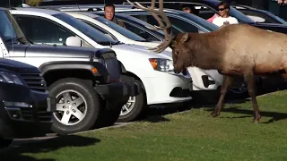 Bull Elk Ramming Cars In Mammoth Hot Springs | Yellowstone National Park