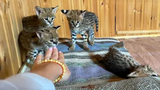 I CHOOSE A SERVAL KITTEN