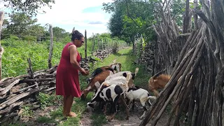 TARDE NA ROÇA COLHENDO MACAXEIRA E MAXIXE LEVAMOS AS CABRAS PRO PASTO