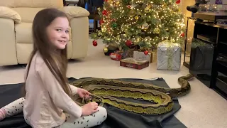 Festive Christmas Reticulated Python Handling (Sonny & Cher)