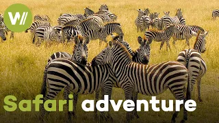 On the trail of Africa's Big Five animals - A safari adventure through the animal kingdom (2013)