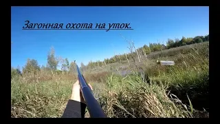 Загонная охота на уток. Много выстрелов, мало разговоров. Сентябрь 2018.