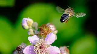 FOTOGRAFÍA MACRO 📷🌻Guía para PRINCIPIANTES