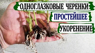 🍇 Как почти 100% укоренить одноглазковые черенки винограда? Простой способ  в кассетном контейнере.