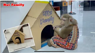 Monkey Nui and Bo were given a new house out of paper by Dad | Nui Family