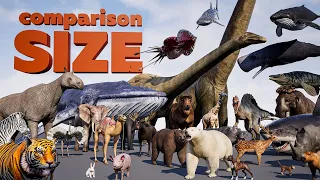 Animal Size Comparison | 3D Animation