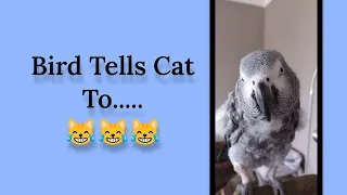 Bird Tells Cat To ....😹 #birds #animals #pets #funny #youtube #fyp #fun #parrot #cute #funnypets