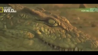 Top Documentary AnimalNat Geo Wild - Super Crocodile Documentary 2017 HD