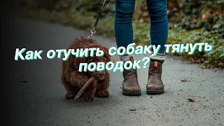 Как отучить собаку тянуть поводок?