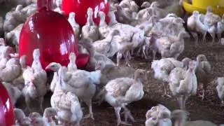 Fijian Prime Minister Voreqe Bainimarama visits Poultry Farm