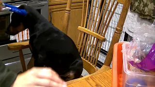 Doberman puppy ear posting instructions