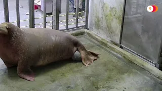 WARNING: GRAPHIC CONTENT - Birth of baby walrus captured on camera