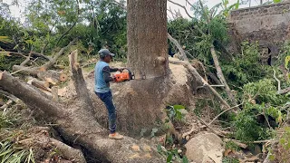 Extremely dangerous!! Felling dry trembesi tree on the river.