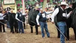 I Am Angus: Walt Browarny, National Western Stock Show