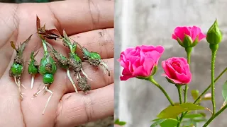 Try Growing Roses | How to Grow Roses From Seeds 100% Success