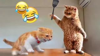 🐈🤣 So Funny! Funniest Cats and Dogs 2024 🙀🐱 Best Funny Animal Videos 2024 #9