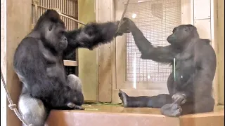 Shabani and Ai's, intimate time. Gorilla, Silver back.