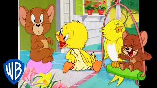 Tom y Jerry en Español 🇪🇸 | Dios los cría y ellos se juntan... Acuden a Jerry 🐣 | WB Kids