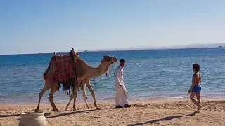 Ägypten Soma Bay - Kempinski Hotel Januar 2018