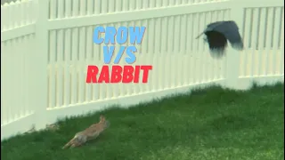 Crow Steals Baby Rabbit 1:34