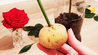 Propagation of roses in a potato is no longer a secret, now anyone can do it!