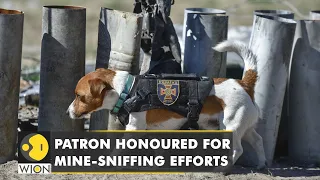 Ukraine's mine sniffing dog Patron receives state honour from President Zelensky | WION English News