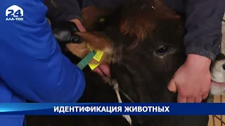 В Иссык-Атинском районе Чуйской области продолжается идентификация крупного рогатого скота