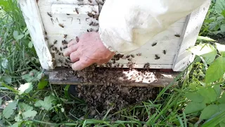 Управляемый рой!Приручить пчёл невозможно, но управлять ими можно!!!