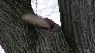 Белки играют у чужого дупла / Squirrels play at someone else's hollow
