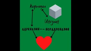 Гормоны стресса в действии