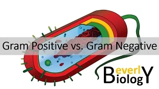 Gram Positive vs. Gram Negative Bacteria