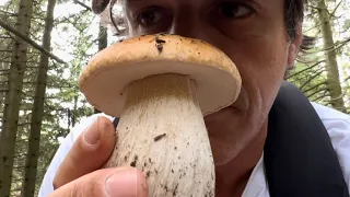 FUNGHI PORCINI 2023🍄⚡️🍄SORPRESE  D ABETE 🍄⚡️🍄