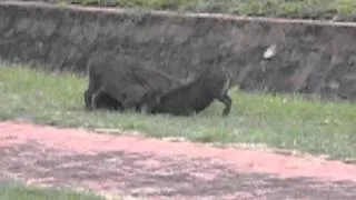 Baby Warthogs Playing on the Sidewalk in Zimbabwe!