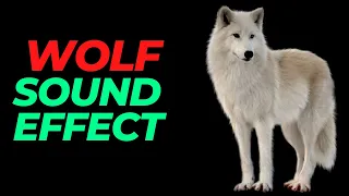 Wolf sound effect no copyright Wolf  Wolf noises  Wolf sounds  HQ wolf howling sound effect