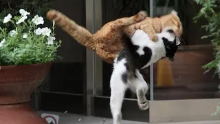 Epic Cat Fights of 2024: The Fur Flies in This Hilarious Compilation