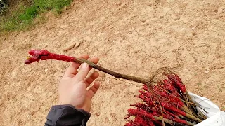 Inicio de plantación de viña (vid)!! Uva de autoconsumo.