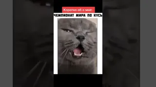 Чемпионат мира по кусь #Tik Tok #Shorts #Тик Ток #ПриколКоты #Catstiktok