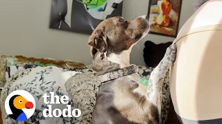 Pittie Wags Her Tail The Moment She Sees Ultrasound Of Her New Sister | The Dodo