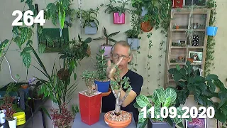 Geldbaum Crassula Ovata eine Zimmerpflanze mit vielen Möglichkeiten in der Gestaltung und Vermehrung